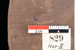 Foto (Detailsansicht) von Quercus palaeoilex Ettingshausen (NHMW-GEO-2024-0188-0829)
